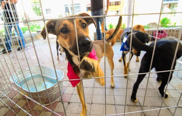 Buscan incorporar el robo de mascotas al Código Penal de Jalisco