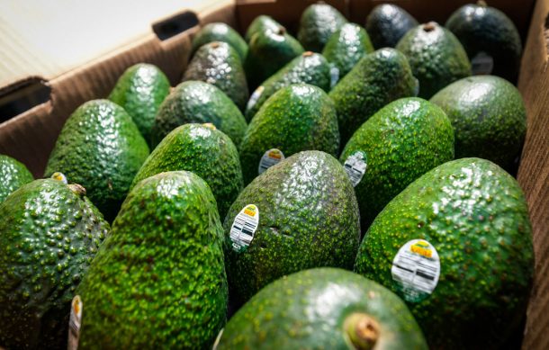 Buscan que aguacate de Jalisco llegue a Asia