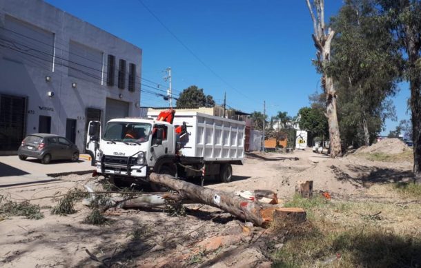 Denuncian que continúa la tala de árboles en Periférico pese a suspensión