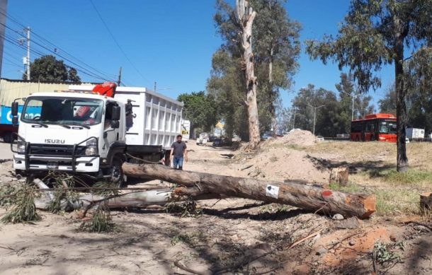 Suspensión salva de momento a 39 árboles en Periférico