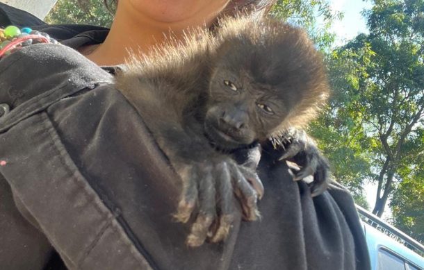 Adopta un gato y resultó ser un mono de una especie protegida