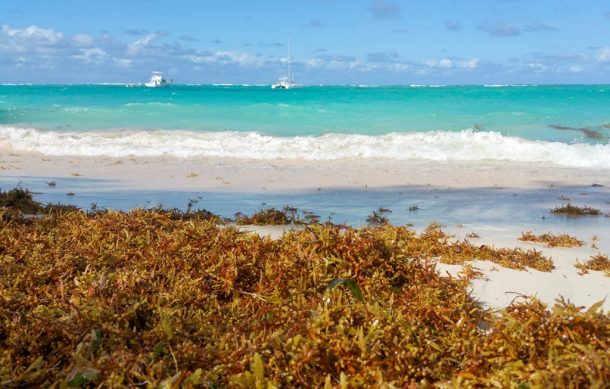 México lanza proyecto para combatir el sargazo en el Caribe