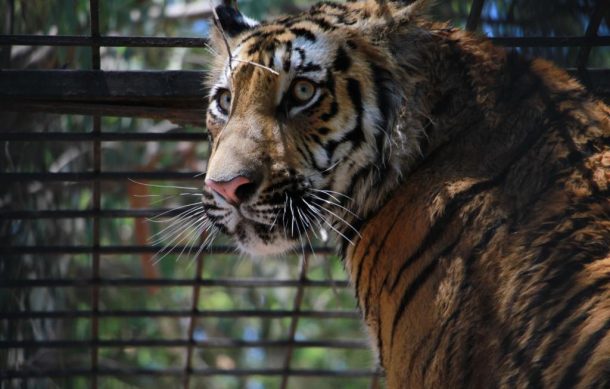 Tigre rescatado en Tlaquepaque se quedará bajo resguardo de las autoridades