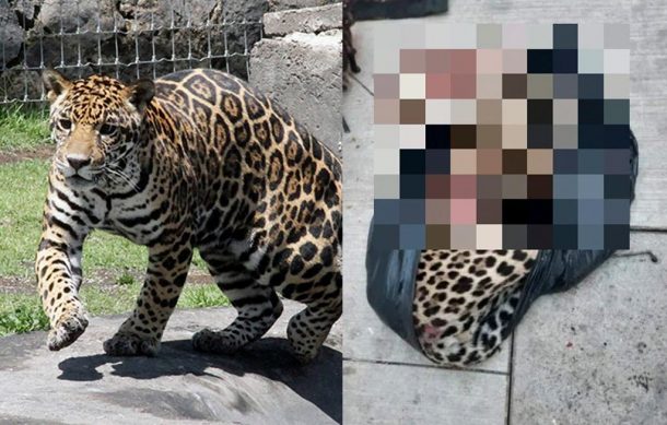 Acusan omisiones de concesionaria de autopista que provocaron muerte de jaguar