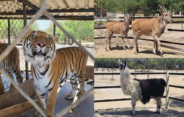 Decomisan decenas de animales salvajes en La Barca