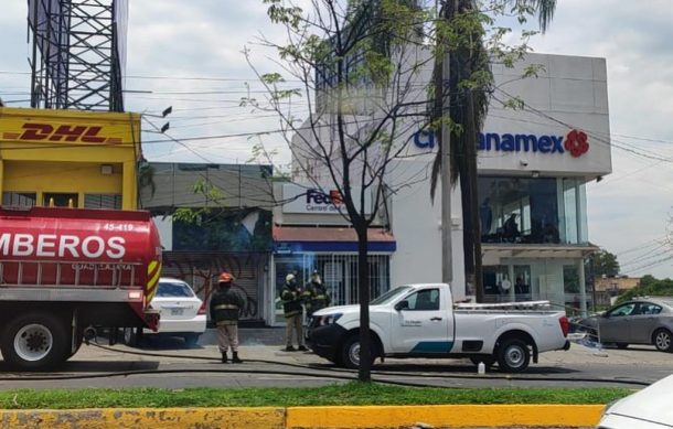 Enjambre de abejas en Providencia deja tres personas lesionadas