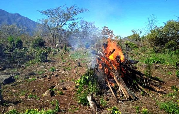 Vinculan a proceso a tres policías estatales por destruir mariguana sin autorización