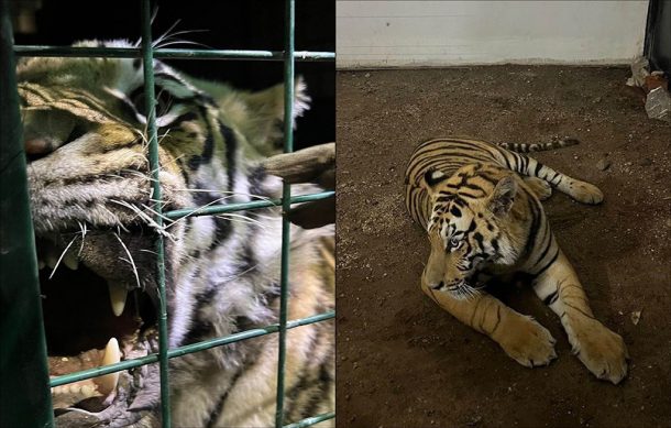 De nuevo escapa un tigre de finca de la colonia Guadalupana en Tlaquepaque