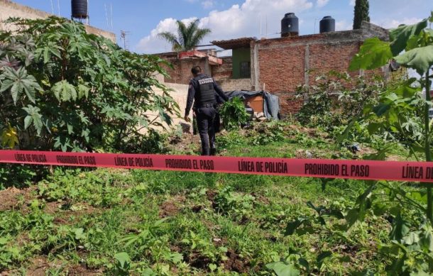 Descubren plantas de marihuana en predio de Tesistán