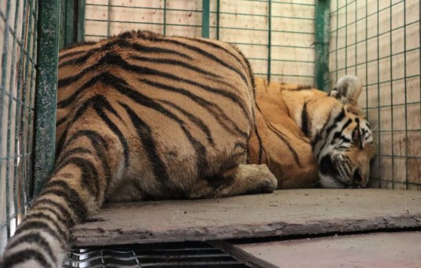 Tigre rescatado en Tlaquepaque ya está en una reserva