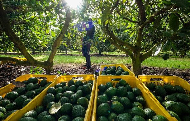 Denuncian que aguacateros de Jalisco duplican consumo de agua para sus huertas