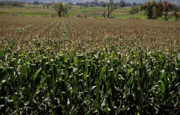 Entregan apoyos a productores del campo