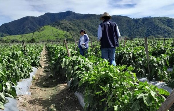 Huracanes causan daños a 10 mil hectáreas de cultivo en Jalisco