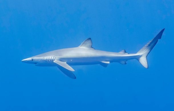 Fue un tiburón toro el que atacó a bióloga mariana en playas de Melaque