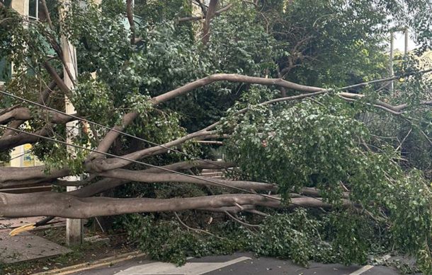 Se desploma árbol en la avenida Vallarta y Marsella