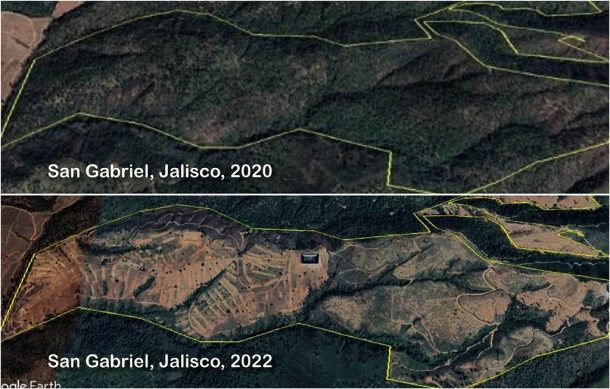 Denuncian deforestación de 19 mil hectáreas de bosques de Jalisco para producir aguacate