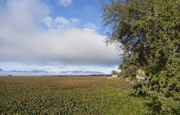 Piden atender problema grave de lirio en la presa de La Vega