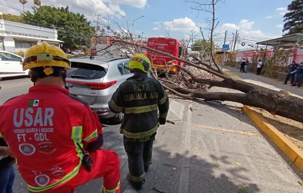 Árbol cayó sobre tres vehículos en Washington y Enrique Díaz de León