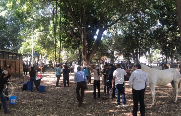 Realizan chequeo a la salud de los caballos de las calandrias