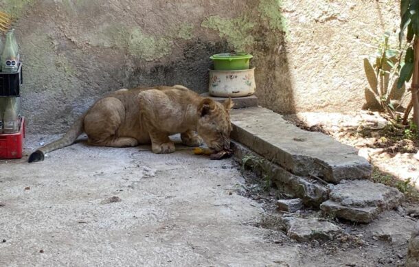 Encuentran cachorro de león en casa de colonia Insurgentes de GDL