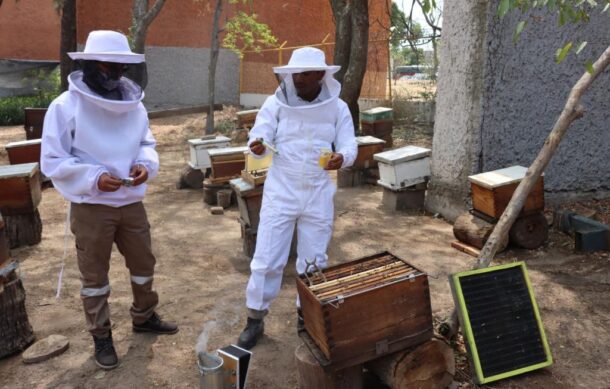 Reportan incremento de la presencia de abejas en ZMG