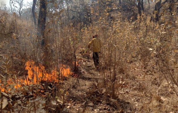 Fuerte incendio forestal se registra en Manzanilla de La Paz