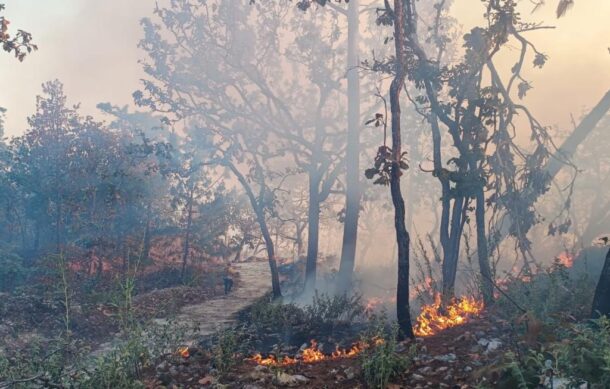 Sofocan cuatro incendios forestales en La Primavera