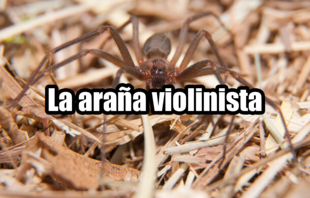 La araña violinista