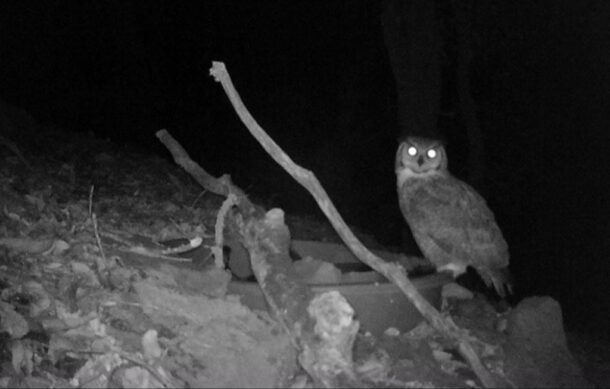 Instalan oasis en bosques de Tlajomulco para evitar que animales desciendan a asentamientos humanos