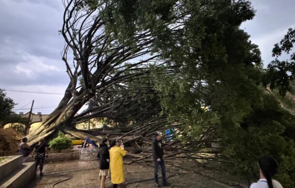 Tormenta derriba longevo árbol en barrio de San Andrés