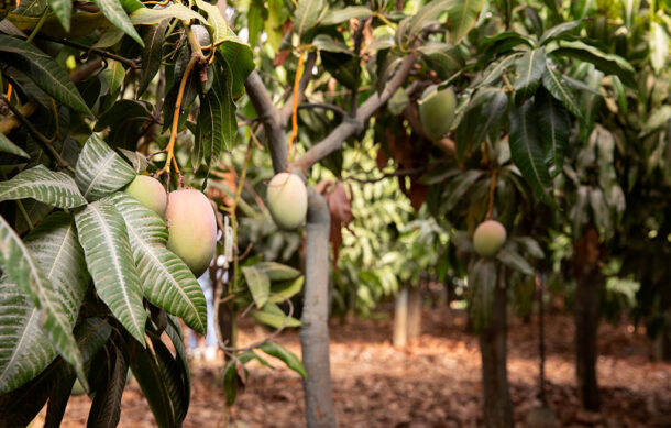 Sequía amenaza con reducir 40% la producción de mango en México este año