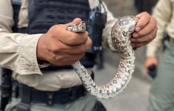 Localizan una boa constrictor deambulando en pleno Centro de GDL