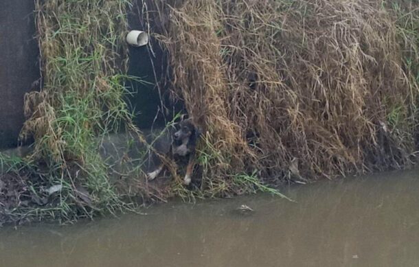 Rescatan a perrito atrapado en canal de Tlajomulco