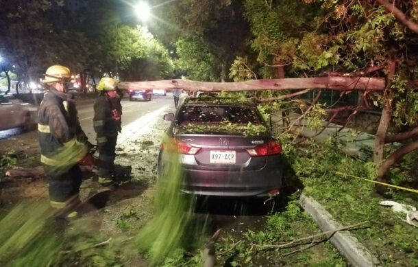 Decenas de árboles caídos e inundaciones por tromba nocturna