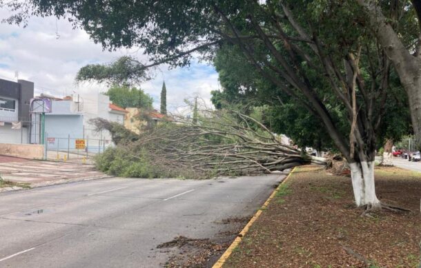 Suman casi 200 árboles derribados por la fuerte lluvia