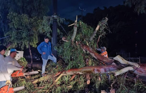 Tormenta nocturna causó el desplome de más de 128 árboles