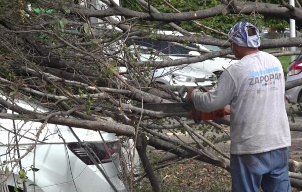 Lluvias derriban más de 300 árboles en Zapopan