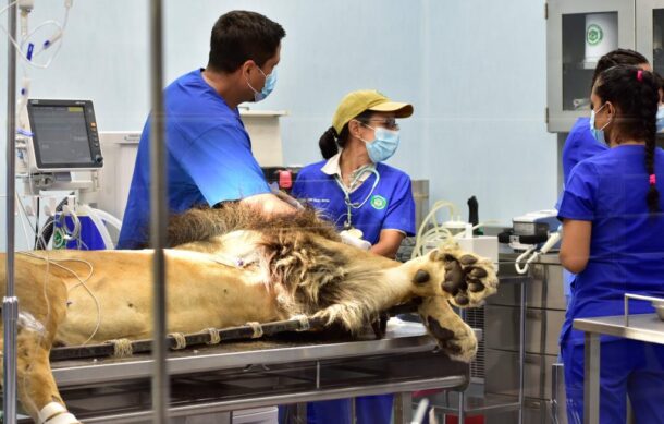 Hospital CIMBA, nueva atracción del Zoológico GDL