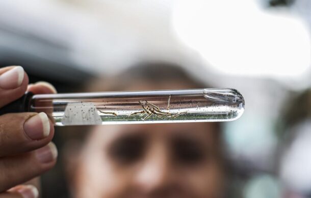 Reportan 297 casos nuevos de dengue en Jalisco