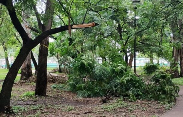 Acusan simulación en la reforestación del Parque San Rafael