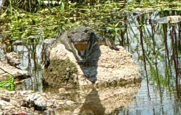 Intentan capturar cocodrilo visto en Tonalá