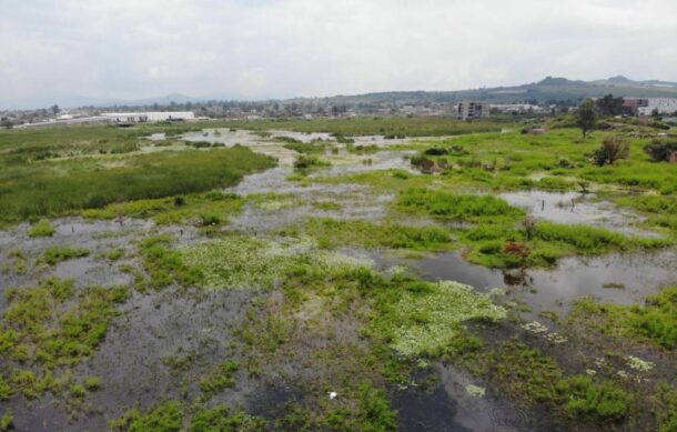 Presencia de cocodrilos en ZMG es por irresponsabilidad de dueños