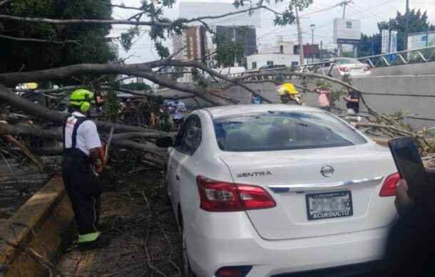 Caída de árbol en López Mateos colapsa la movilidad