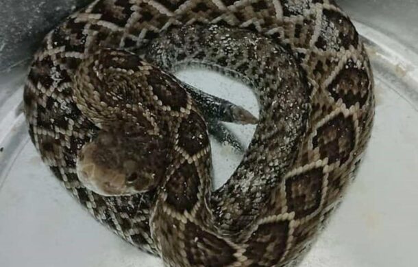 Localizan una serpiente de cascabel en Rotonda de los Jaliscienses Ilustres