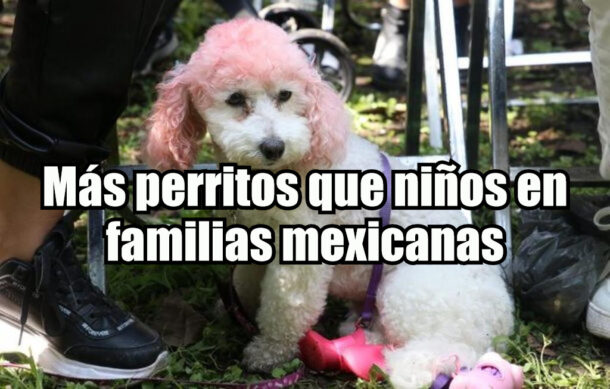 Más perritos que niños en familias mexicanas