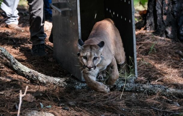 Liberan en La Primavera a puma rescatado en Tonalá