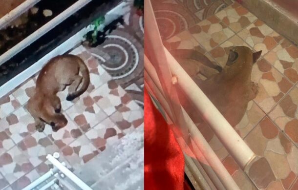 Aseguran un puma se paseaba en Tonalá