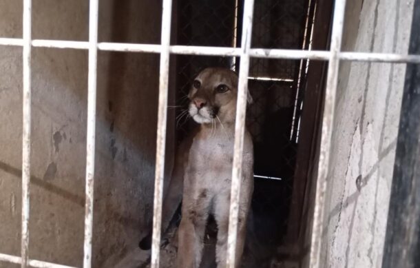 Regresarán a su hábitat a puma rescatado en Tonalá