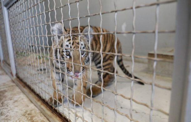 Protección animal de Zapopan resguarda a tigre localizado en Santa Margarita