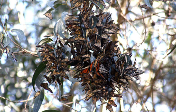 Mariposas Monarcas llegan a Michoacán: abren santuarios y refuerzan conservación